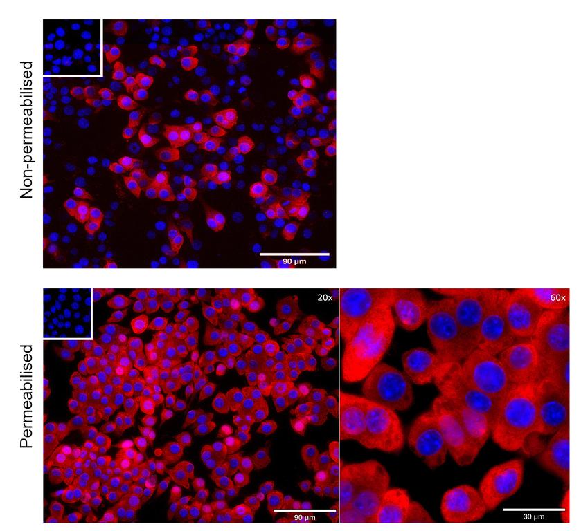 Ankyron EPCAM_MOUSE Clone AT40788