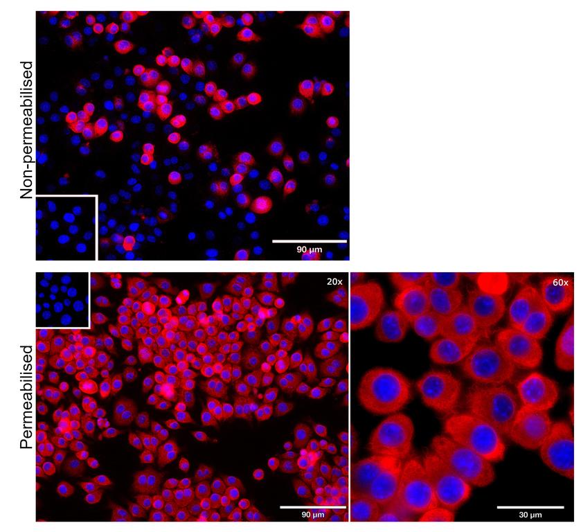 Ankyron EPCAM_MOUSE Clone AT40789