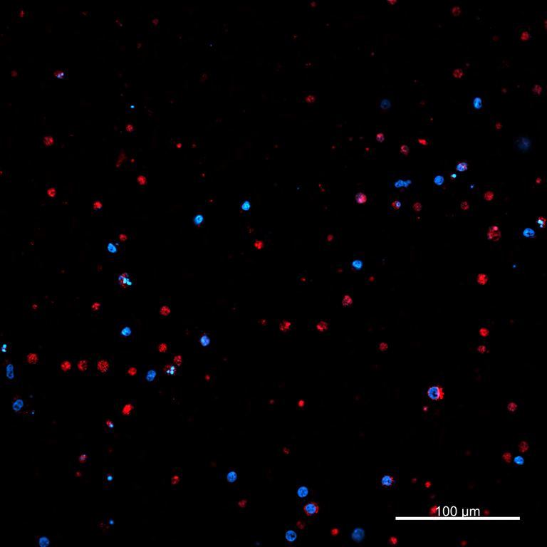 Ankyron F1RGS4_PIG Clone GH30329