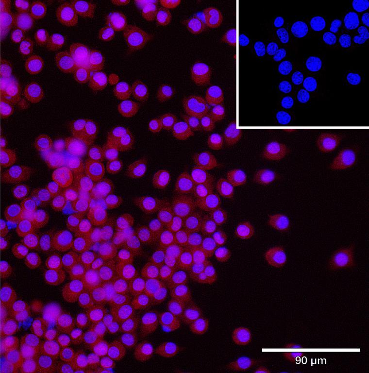 Ankyron F8WHB7_MOUSE Clone CV40364