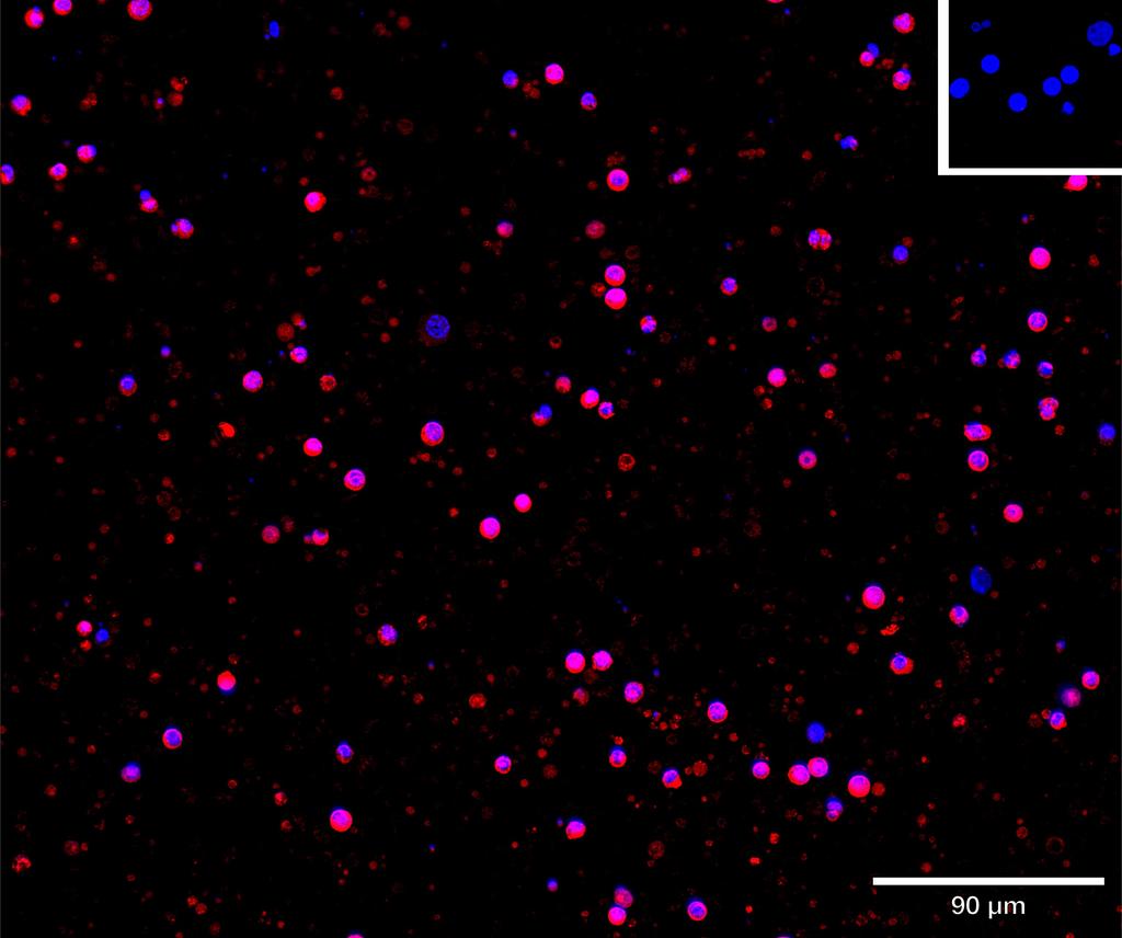 Ankyron IL13_HUMAN Clone BJ40548