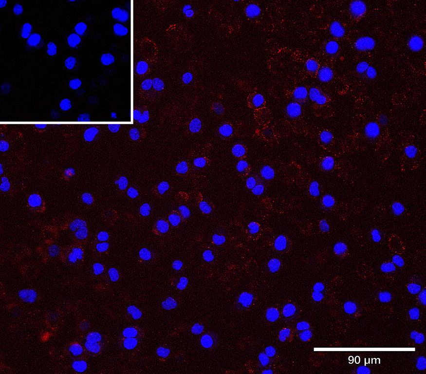 Ankyron LIFR_MOUSE Clone AU41024