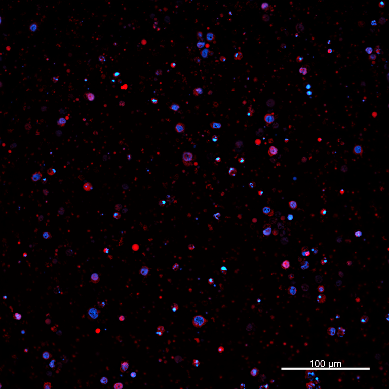 Ankyron PIG_IgG2a Clone AZ40678