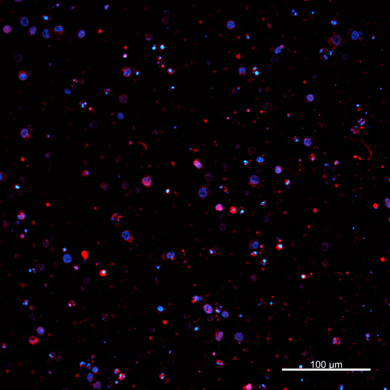 Ankyron PIG_IgG3 Clone AZ40609