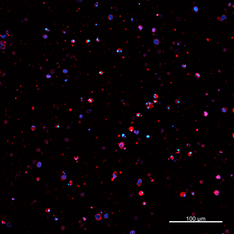 Ankyron PIG_IgG3 Clone AZ40605