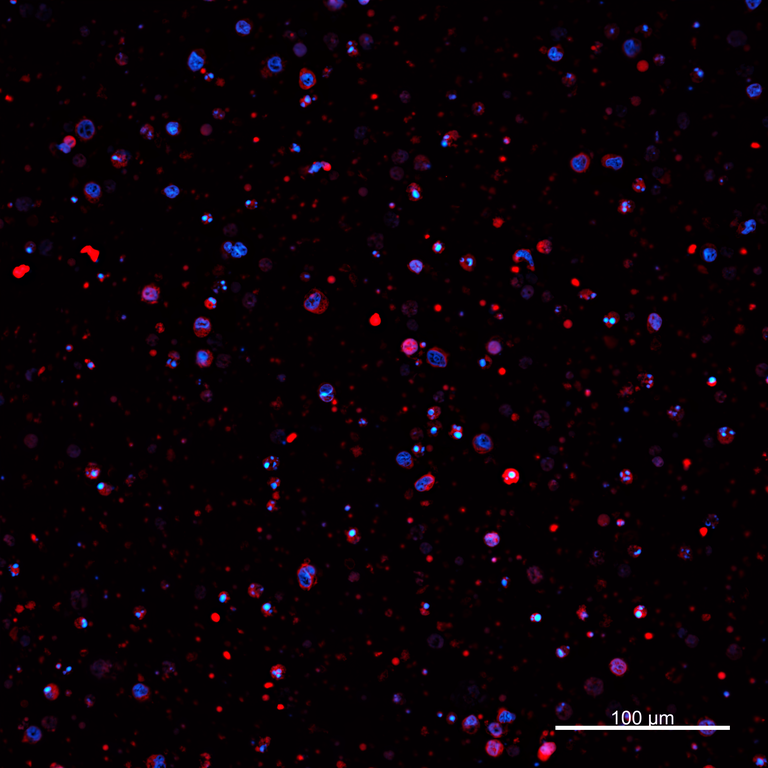Ankyron PIG_IgG5.1 Clone AZ40438