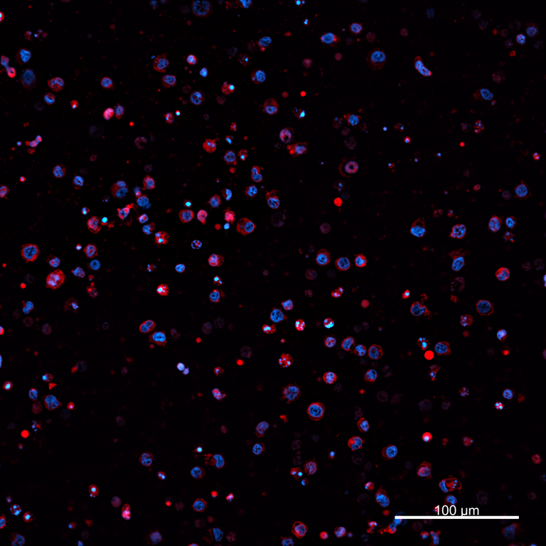 Ankyron PIG_IgG5.1 Clone AZ40102