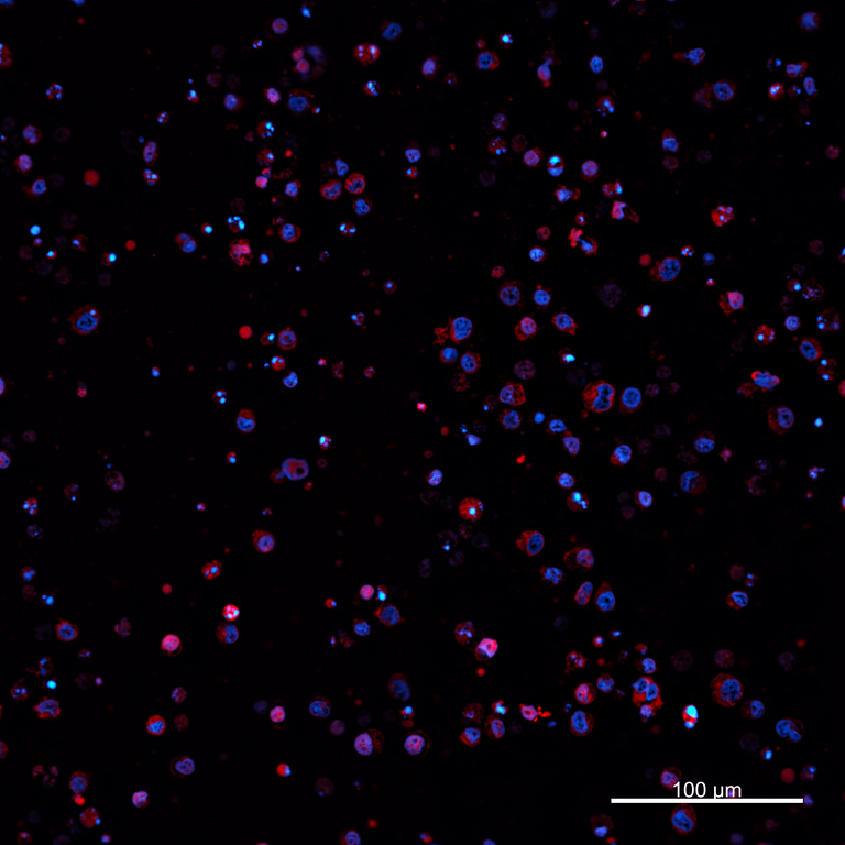 Ankyron PIG_IgG5.1 Clone AZ40104
