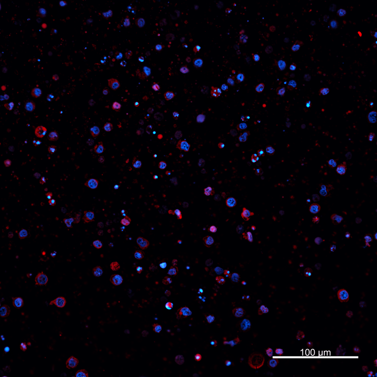 Ankyron PIG_IgG5.1 Clone AZ40436