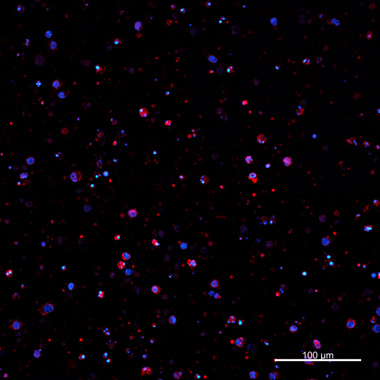 Ankyron PIG_IgG5.1 Clone AZ40439