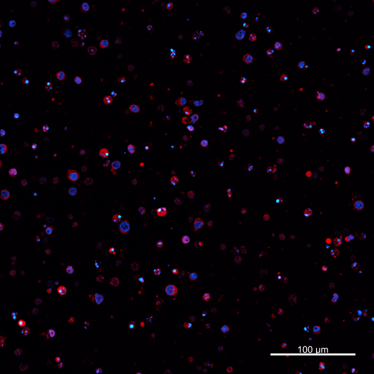 Ankyron PIG_IgG5.2 Clone AZ40268