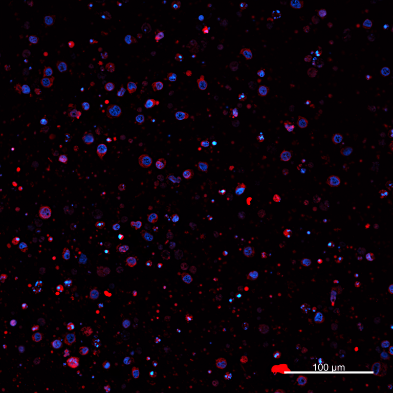 Ankyron PIG_IgG5.2 Clone AZ40270