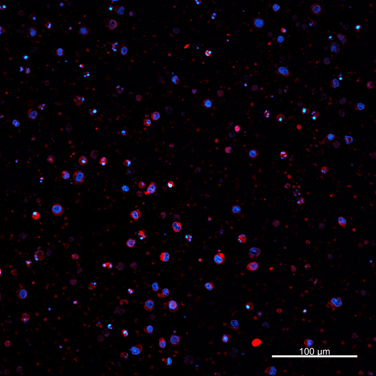 Ankyron PIG_IgG5.2 Clone AZ40272