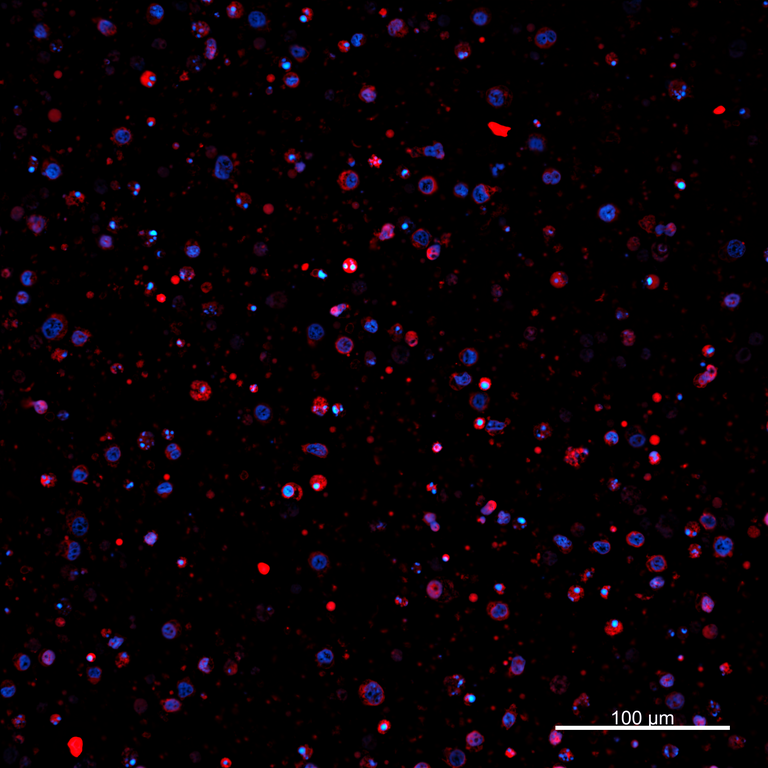Ankyron PIG_IgG5.2 Clone AZ40362