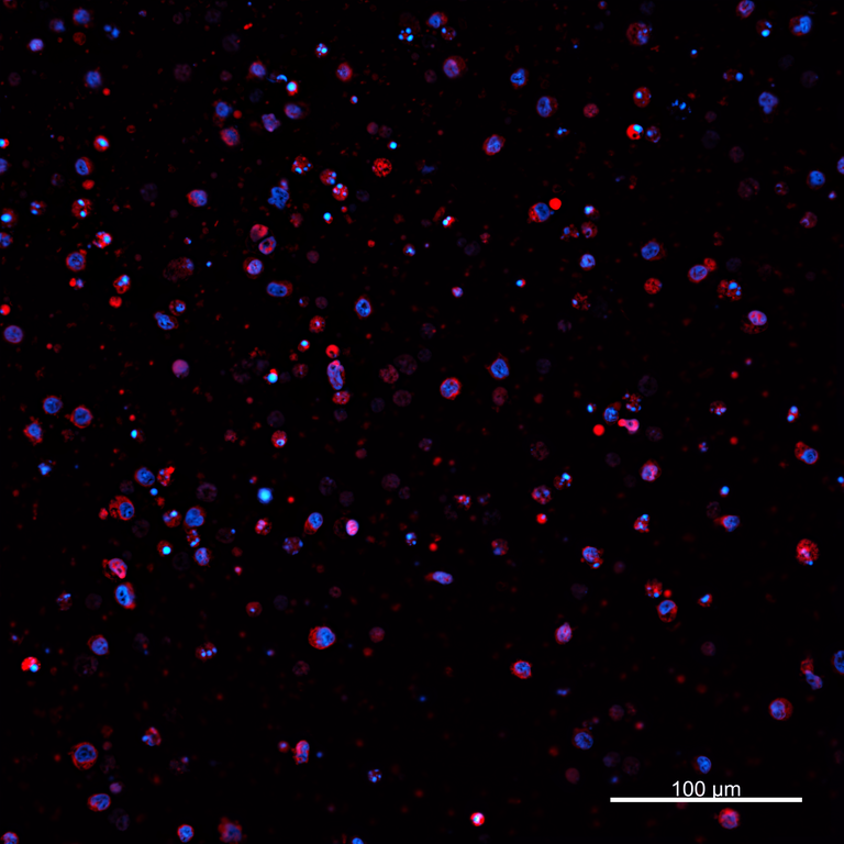 Ankyron PIG_IgG6.1 Clone AZ40627