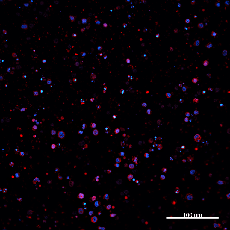 Ankyron PIG_IgG6.1 Clone AZ40631