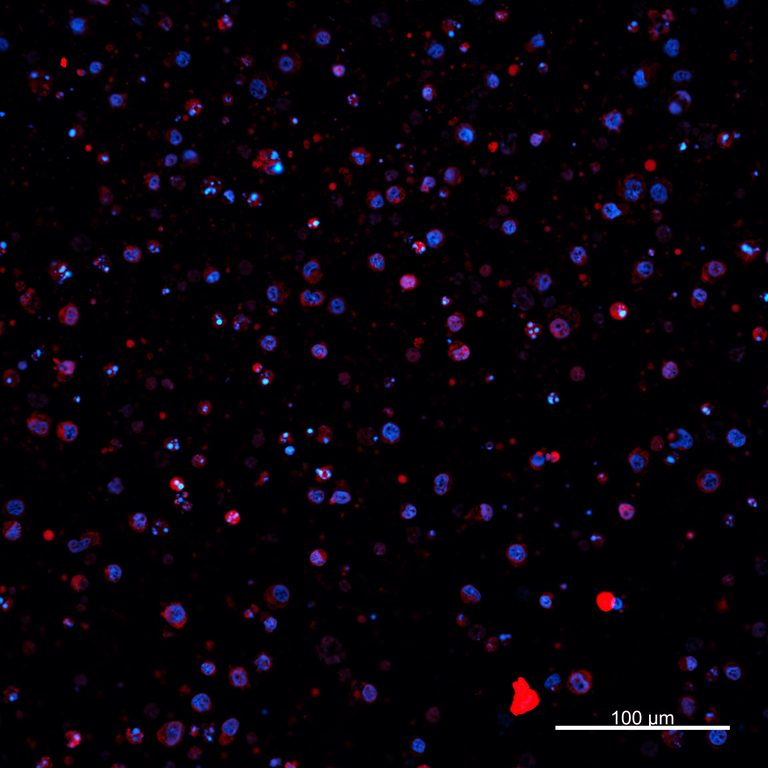 Ankyron PIG_IgG6.1 Clone AZ40629