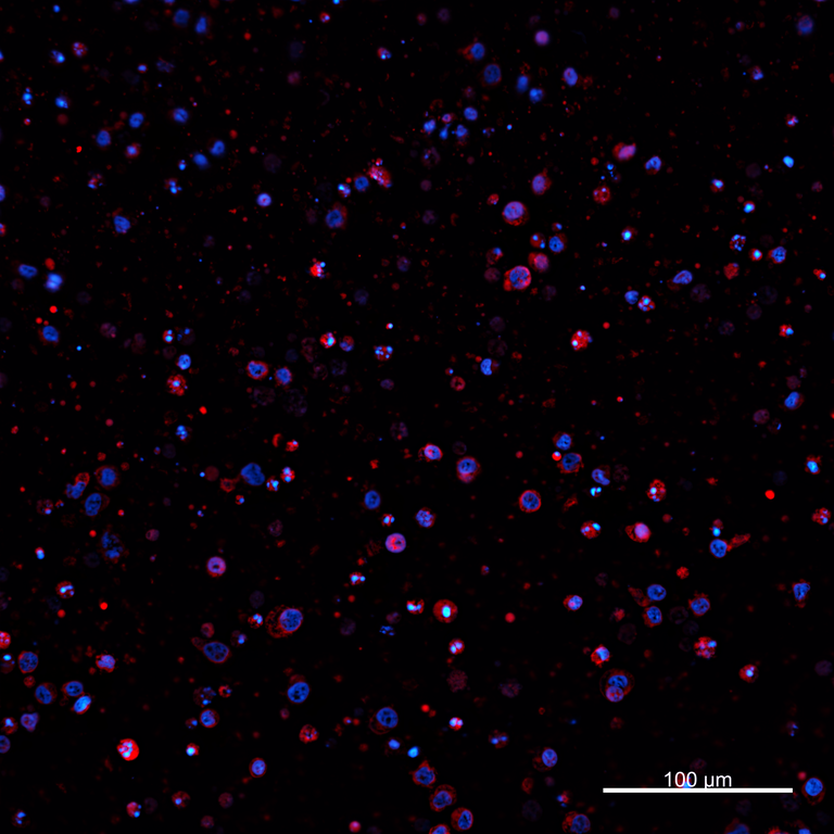 Ankyron PIG_IgG6.1 Clone AZ40630