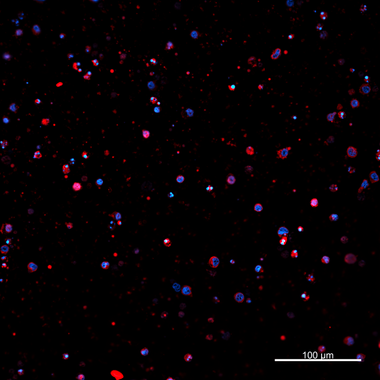 Ankyron PIG_IgG6.2 Clone AZ40885