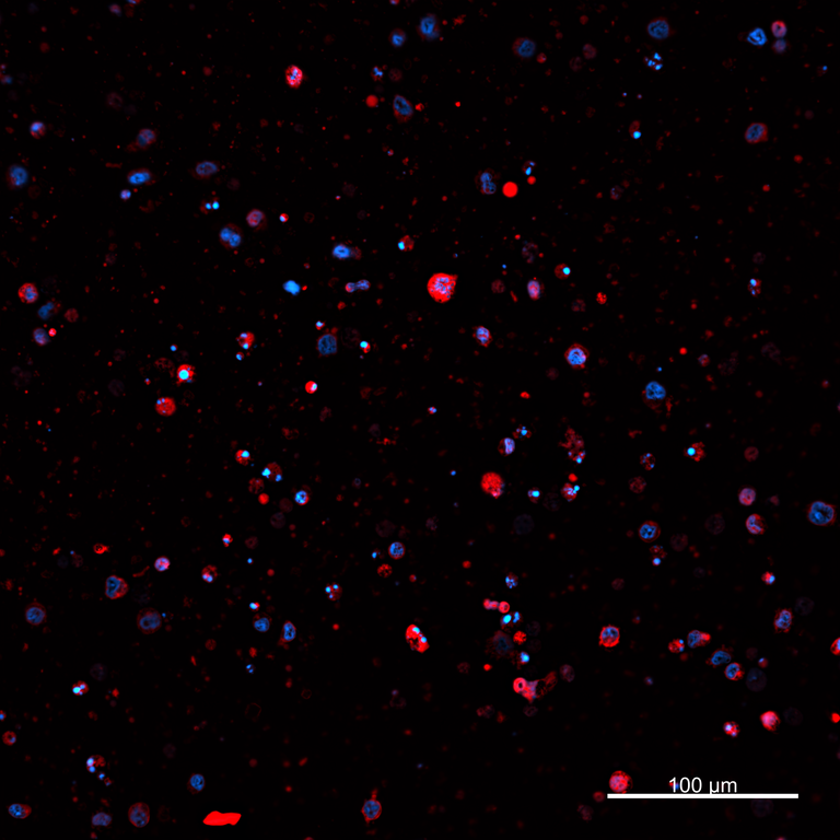 Ankyron PIG_IgG6.2 Clone AZ40893
