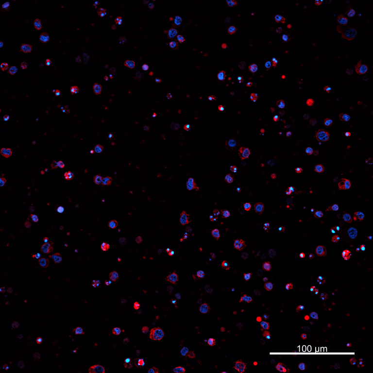 Ankyron PIG_IgG6.2 Clone AZ40891
