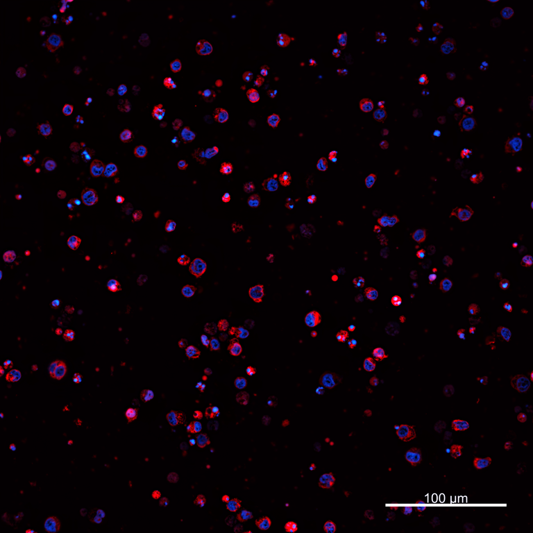 Ankyron PIG_IgG6.2 Clone AZ40892