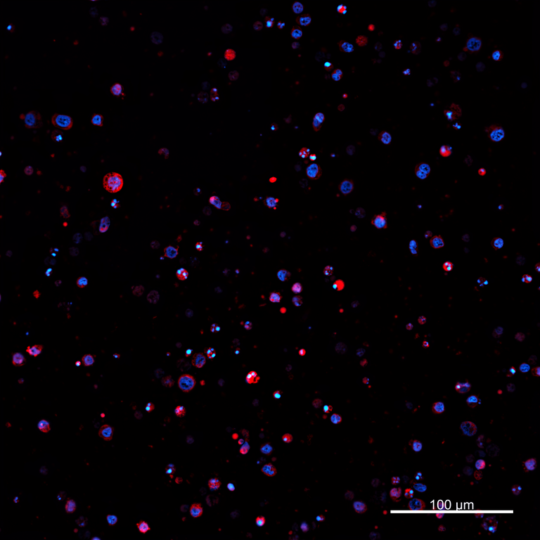 Ankyron PIG_IgG6.2 Clone AZ40894