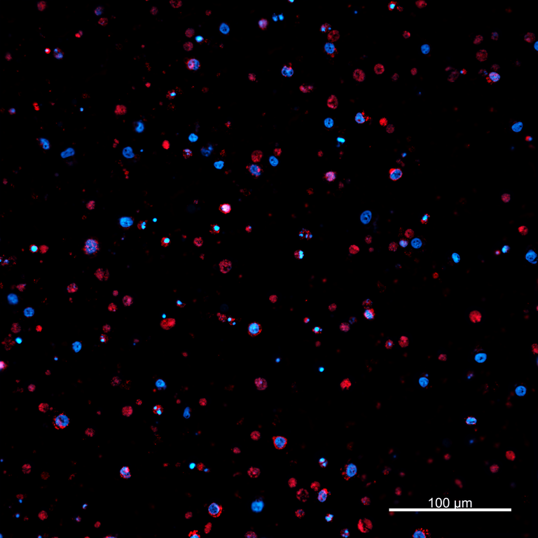 Ankyron PRIO_PIG Clone FC40282