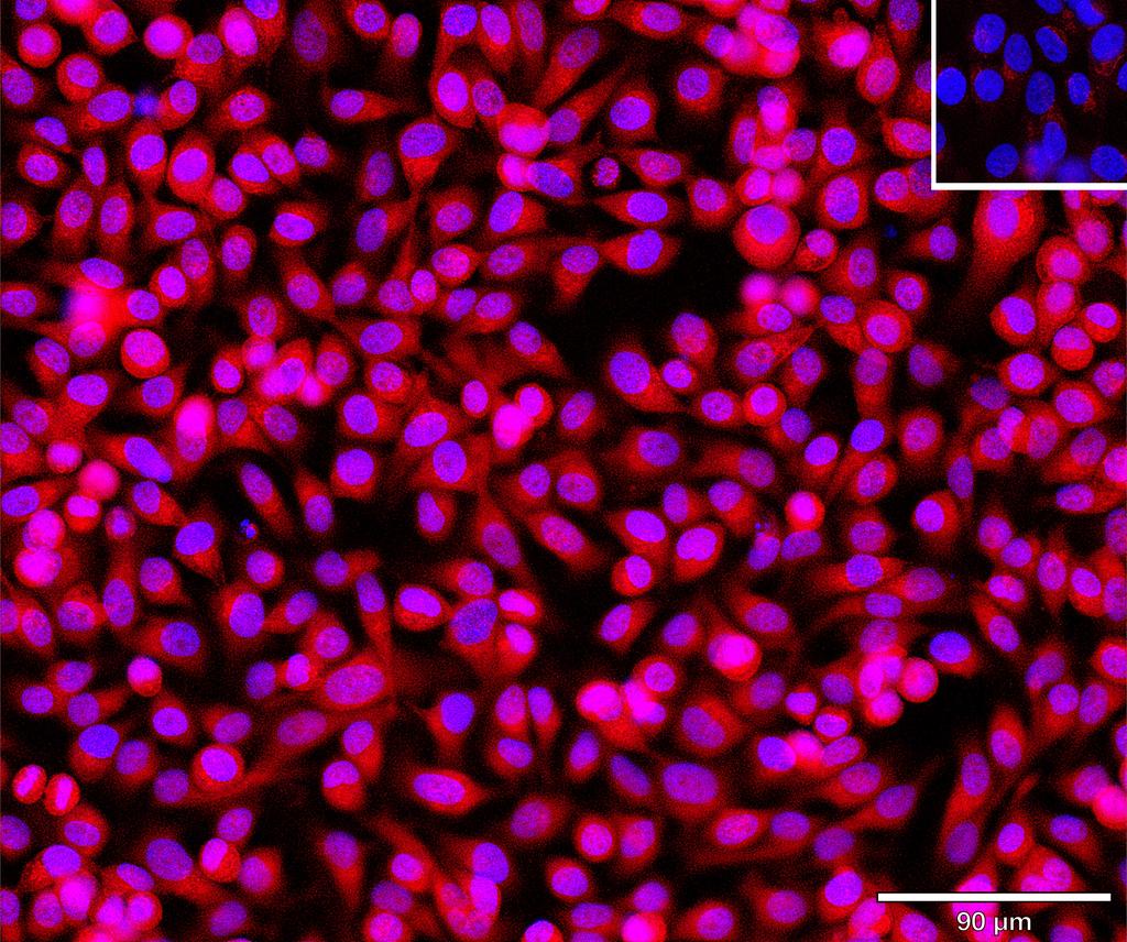 Ankyron SCF_HUMAN Clone BI40158