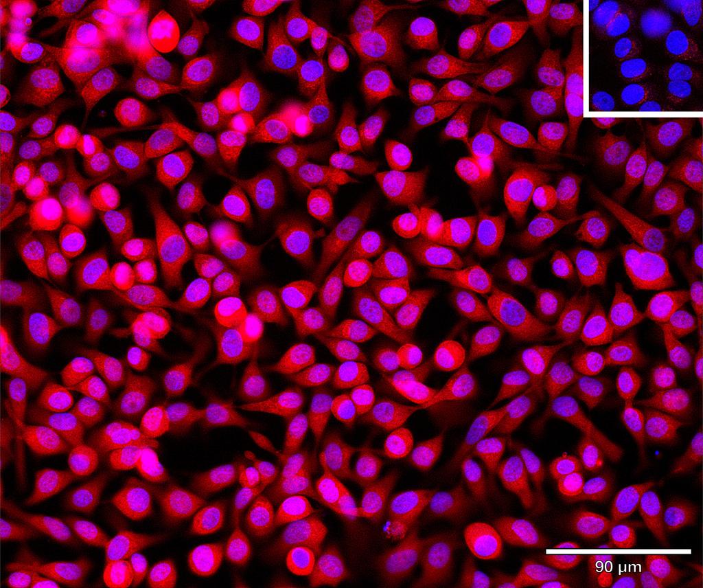Ankyron SCF_HUMAN Clone BI40159