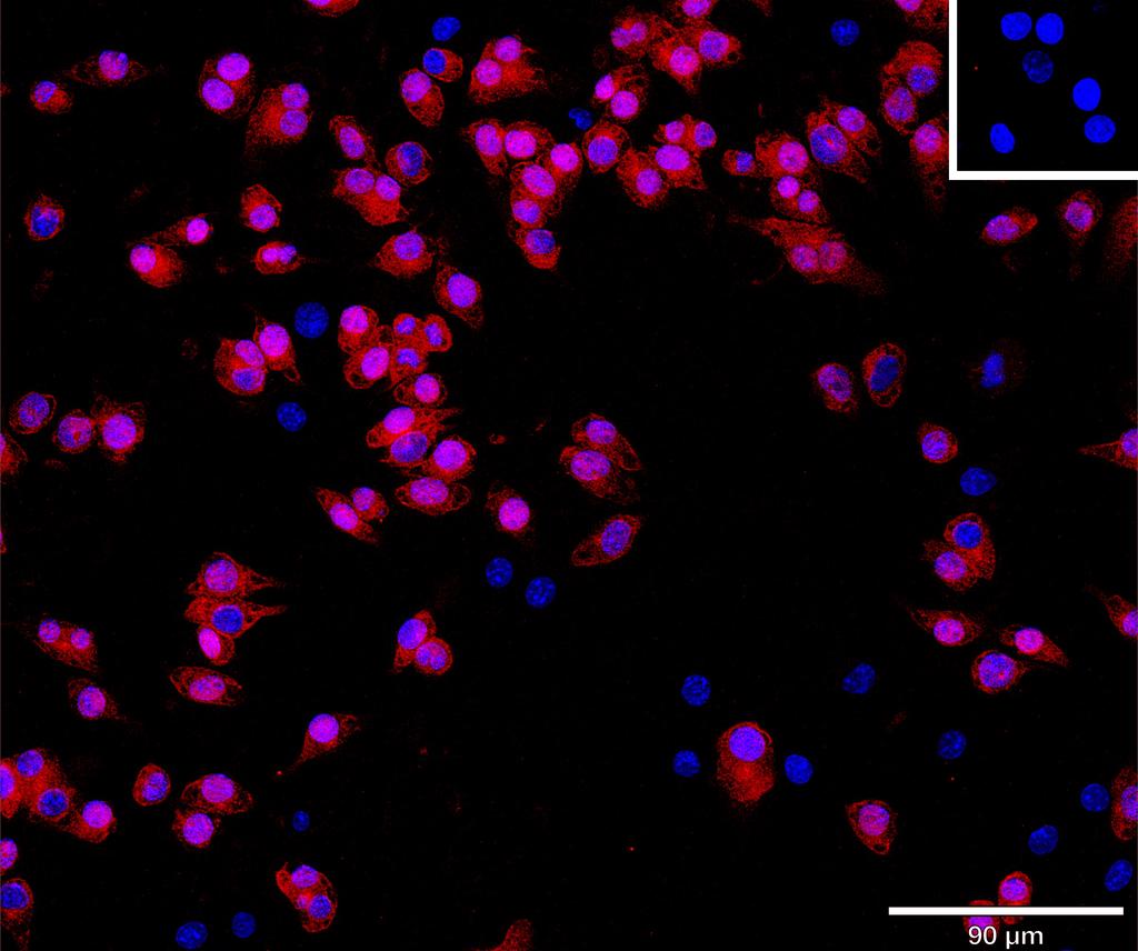 Ankyron SELPL_MOUSE Clone CS30687