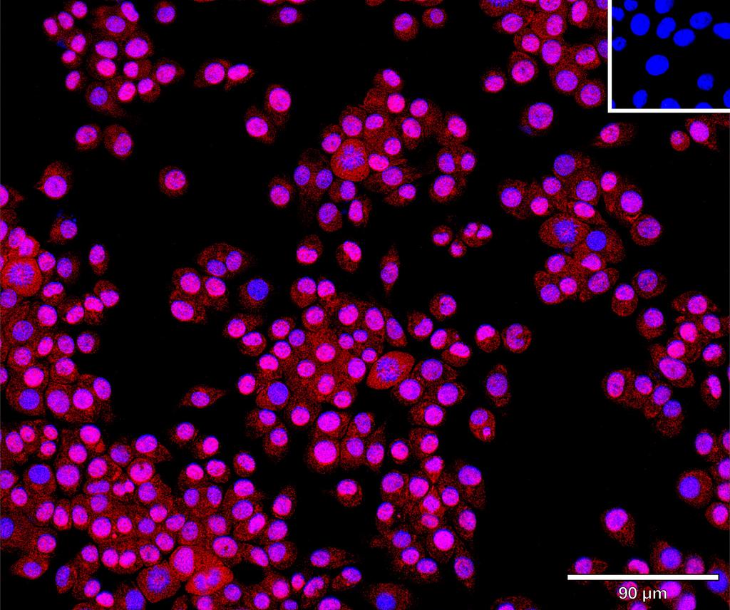 Ankyron TEFF1_MOUSE Clone AS40593