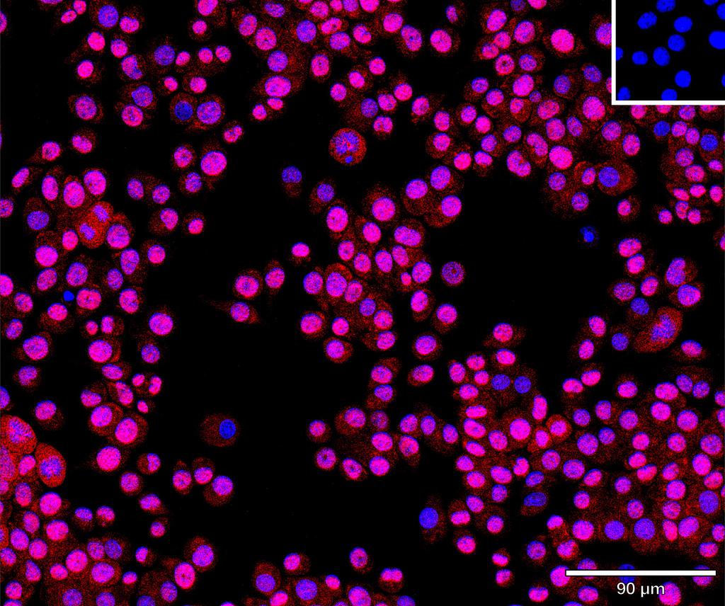 Ankyron TEFF1_MOUSE Clone AS40594