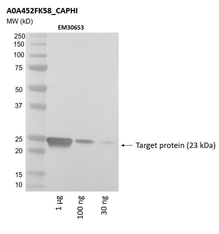 Ankyron A0A452FK58_CAPHI Clone EM30653