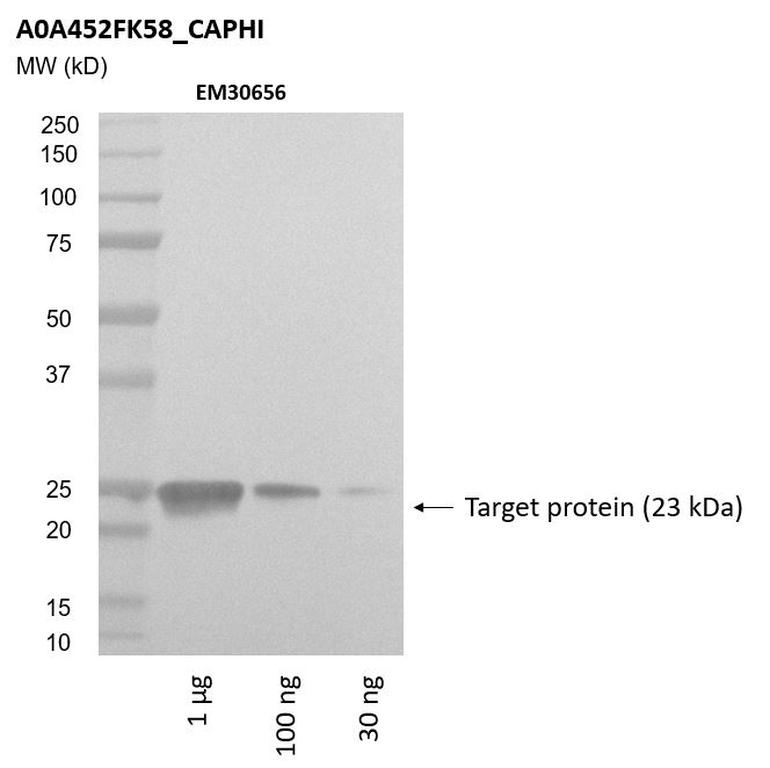 Ankyron A0A452FK58_CAPHI Clone EM30656