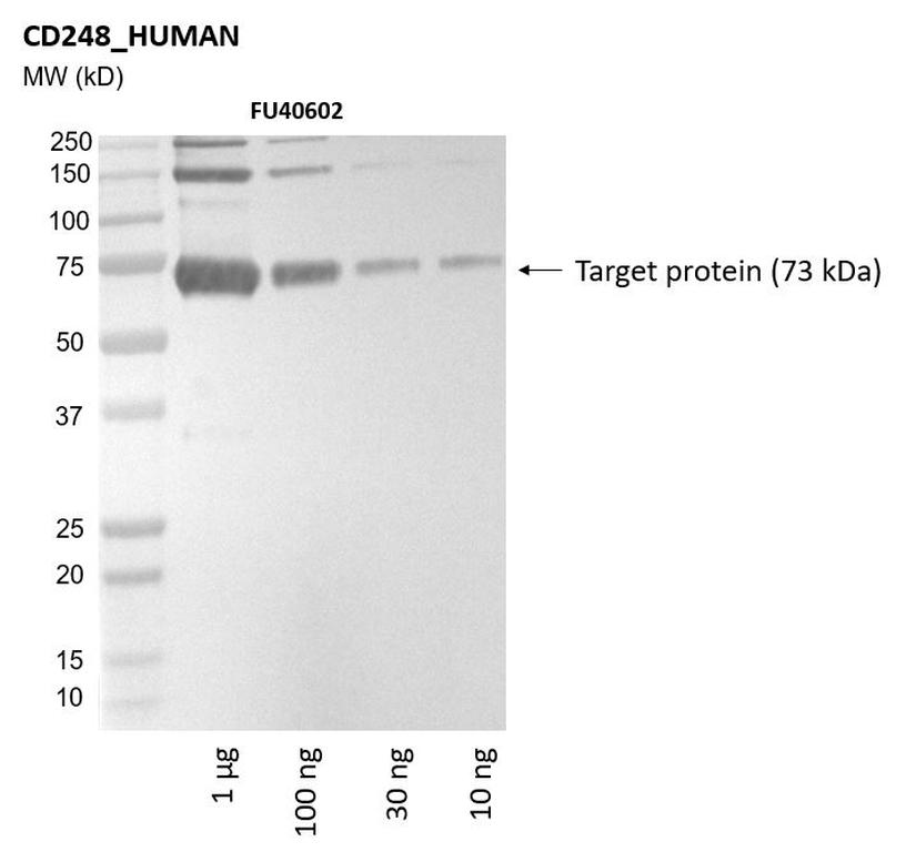 Ankyron CD248_HUMAN Clone FU40602