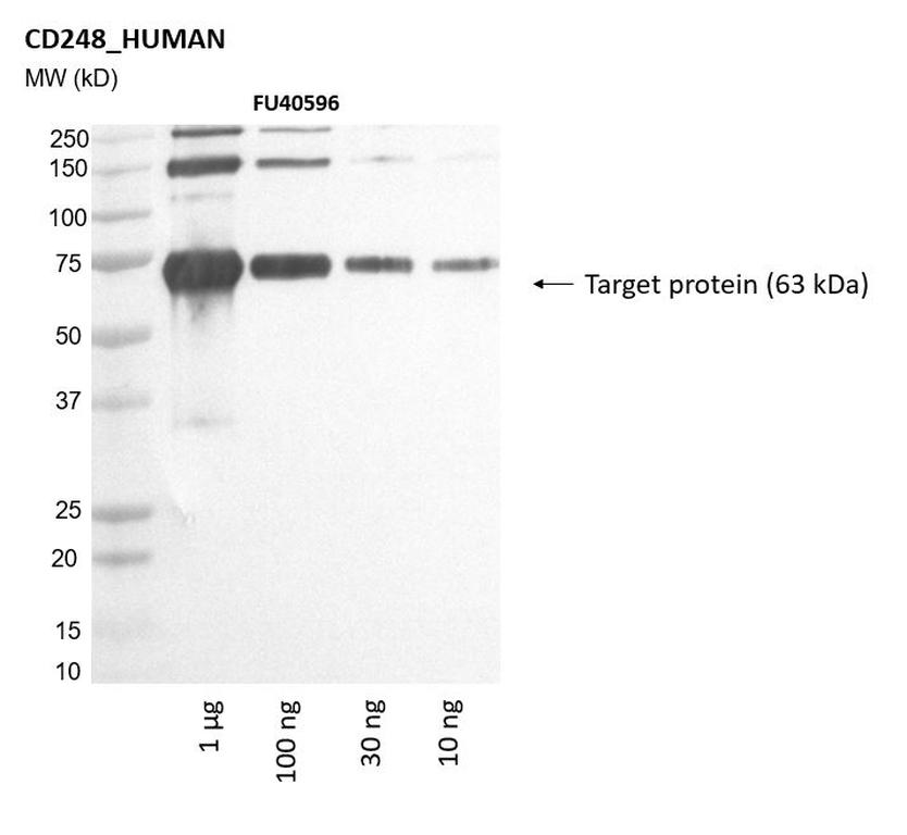 Ankyron CD248_HUMAN Clone FU40596