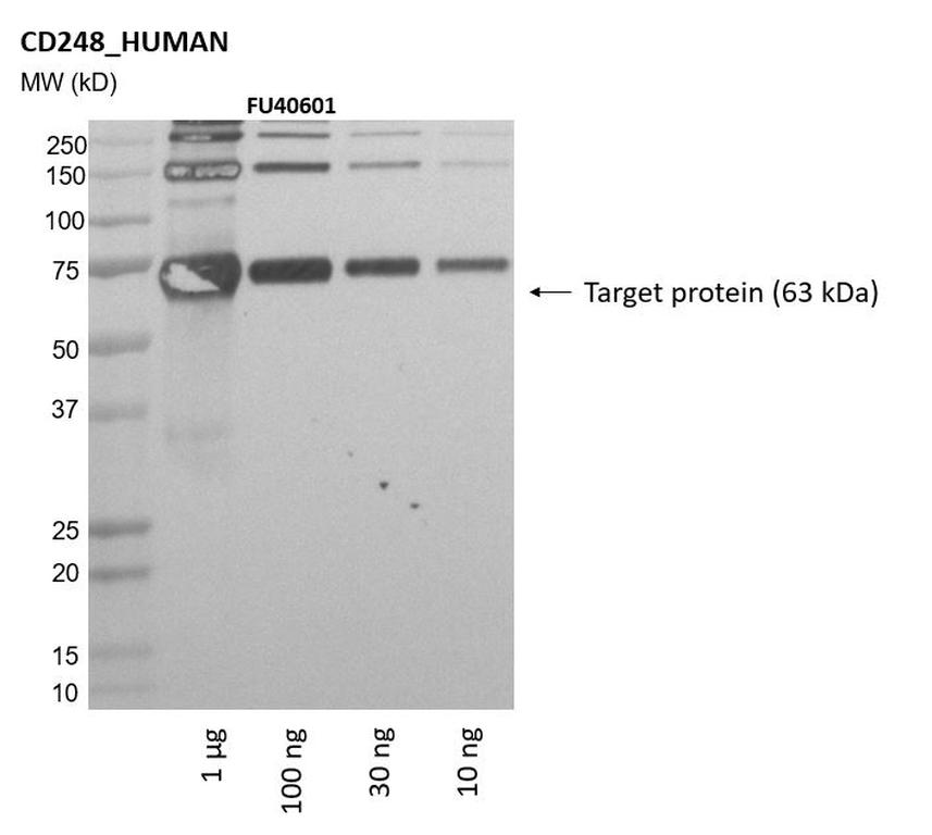 Ankyron CD248_HUMAN Clone FU40601