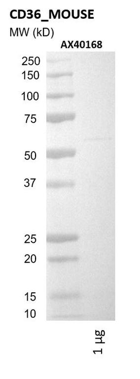 Ankyron CD36_MOUSE Clone AX40168