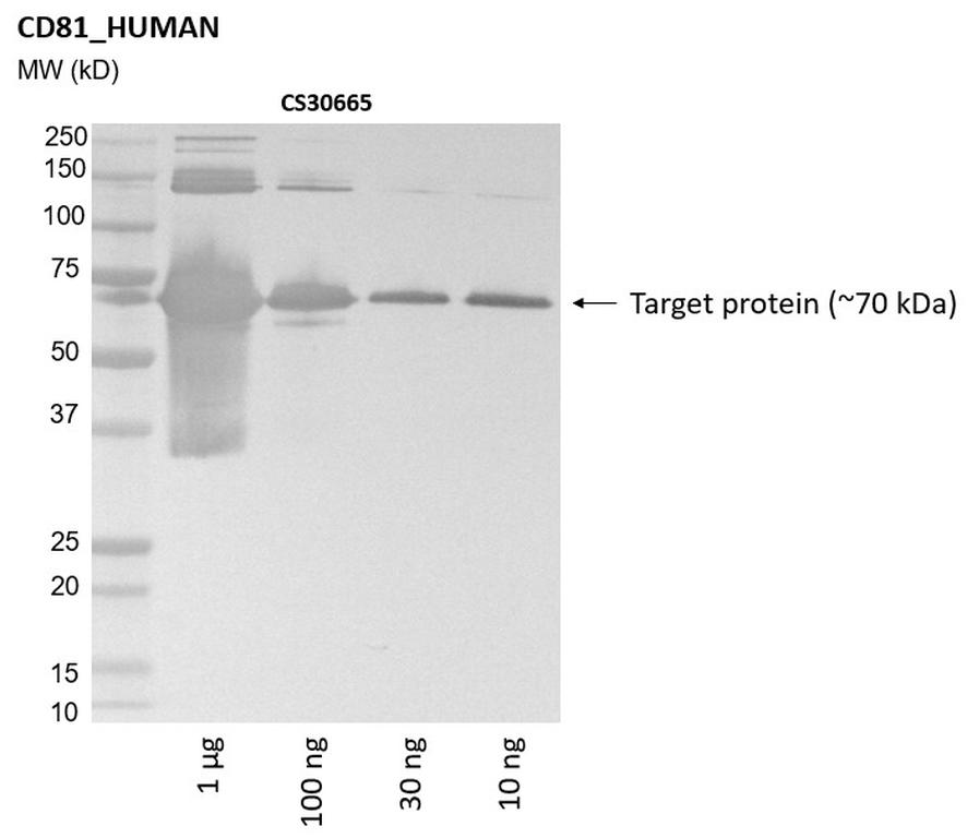 Ankyron CD81_HUMAN Clone CS30665