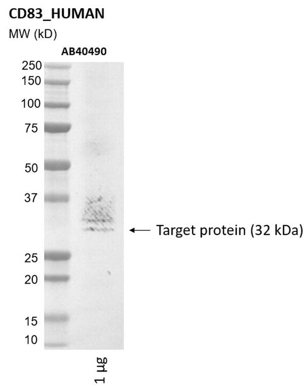 Ankyron CD83_HUMAN Clone AB40490