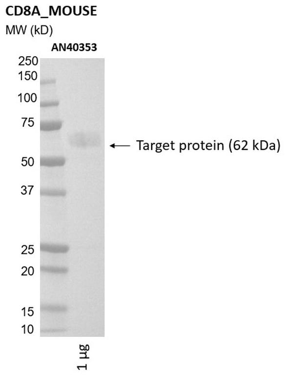 Ankyron CD8A_MOUSE Clone AN40353