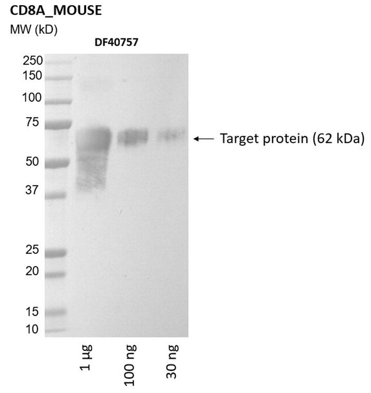 Ankyron CD8A_MOUSE Clone DF40757