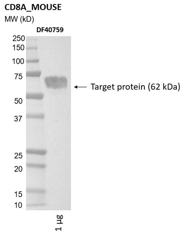 Ankyron CD8A_MOUSE Clone DF40759
