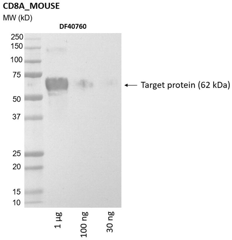Ankyron CD8A_MOUSE Clone DF40760