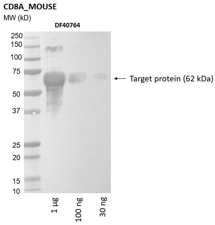Ankyron CD8A_MOUSE Clone DF40764