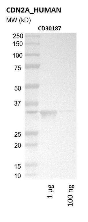 Ankyron CDN2A_HUMAN Clone CD30187