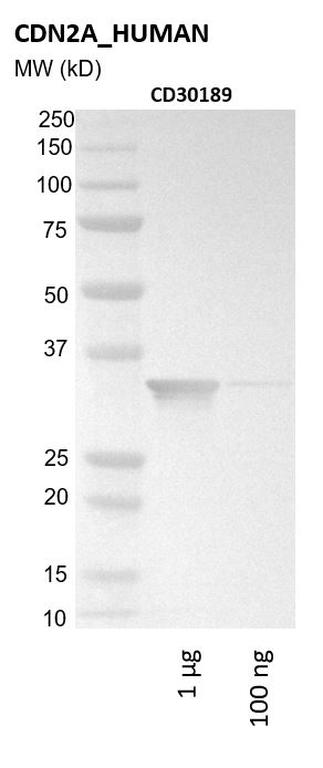 Ankyron CDN2A_HUMAN Clone CD30189