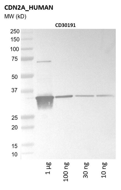 Ankyron CDN2A_HUMAN Clone CD30191