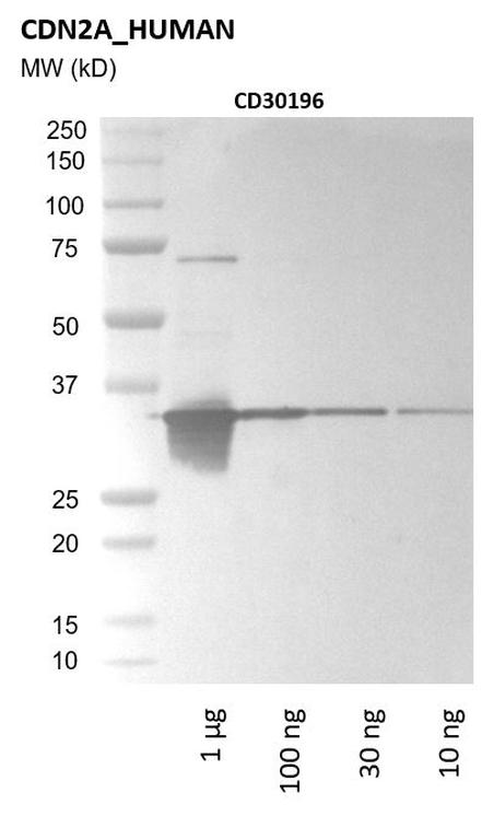 Ankyron CDN2A_HUMAN Clone CD30196
